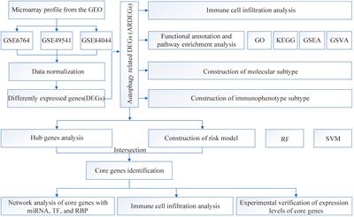 Machine learning and experimental validation identified autophagy signature in hepatic fibrosis